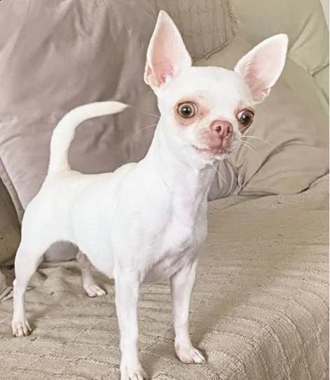 cuccioli chihuahua maschio e femmine disponibili per l'adozione