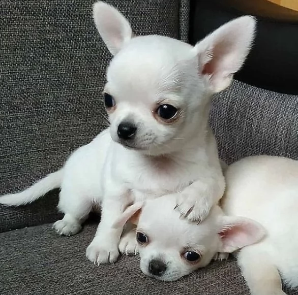 regalo chihuahua cuccioli con pedigree
