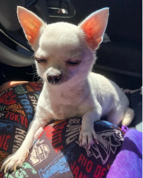 regalo chihuahua cuccioli con pedigree | Foto 0