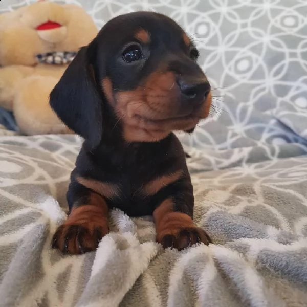 cuccioli di bassotto