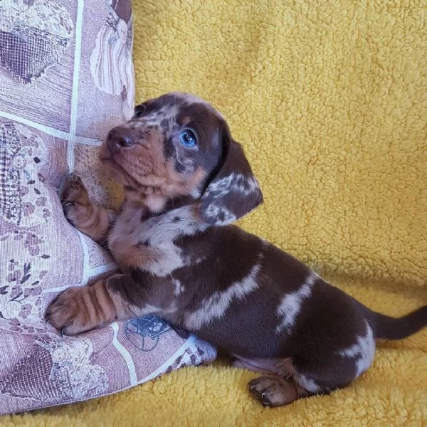 cuccioli di bassotto