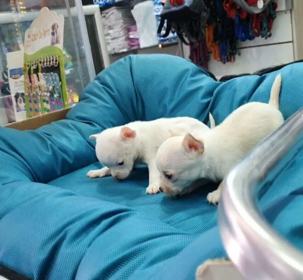 chihuahua mini toy