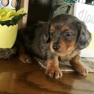 regalo boxer | Foto 0