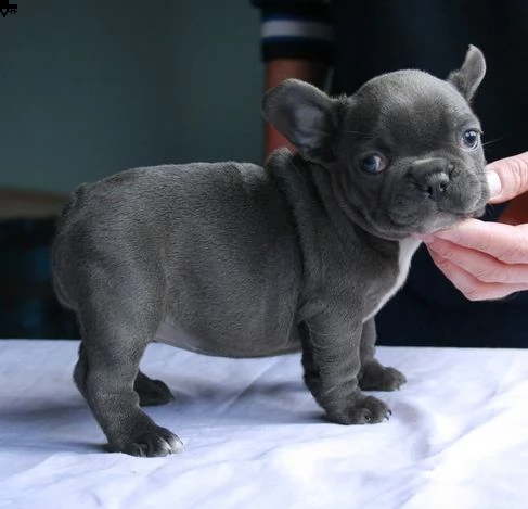 regalo 2 bouledogue francesi di alta genealogia