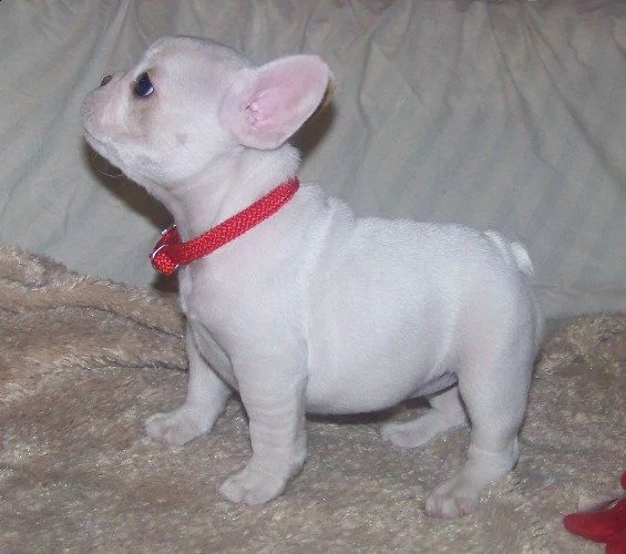 regalo 2 bouledogue francesi di alta genealogia | Foto 1