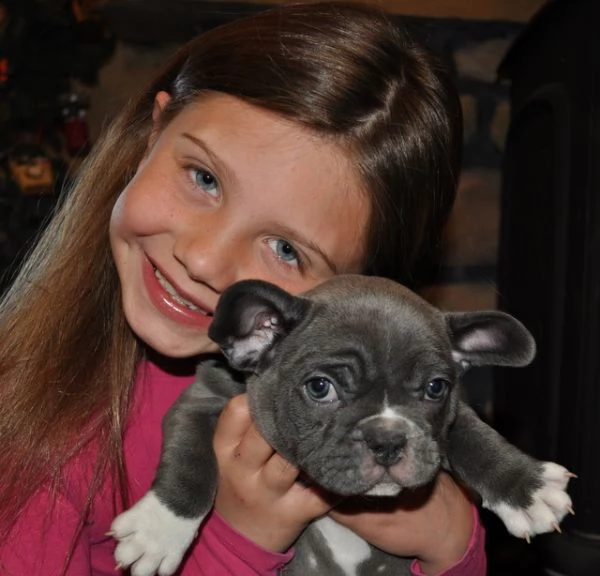 regalo 2 bouledogue francesi di alta genealogia | Foto 0