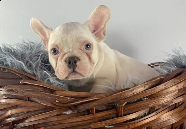 molto carino eccezionale qualità bulldog francesi. 