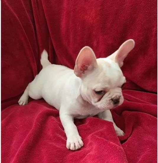 cuccioli di bulldog francesi altamente addestrati
