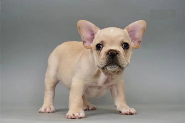 cuccioli di bulldog francesi rispettosi
