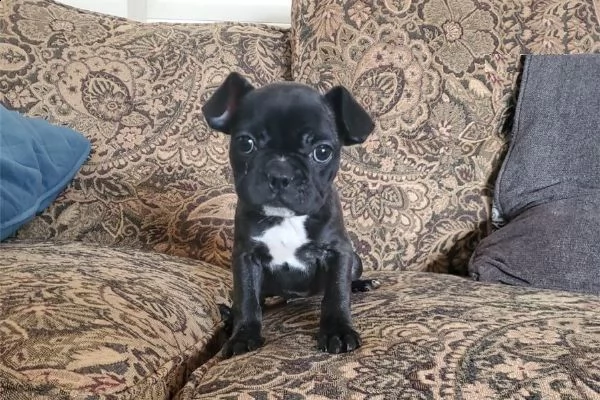 cuccioli di bulldog sano francese