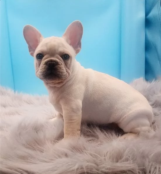 cuccioli di bulldog francesi sia maschi che femmine disponibili