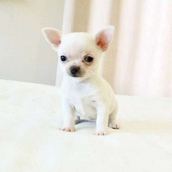 cuccioli di chihuahua (maschio e femmina)  13 settimane | Foto 0