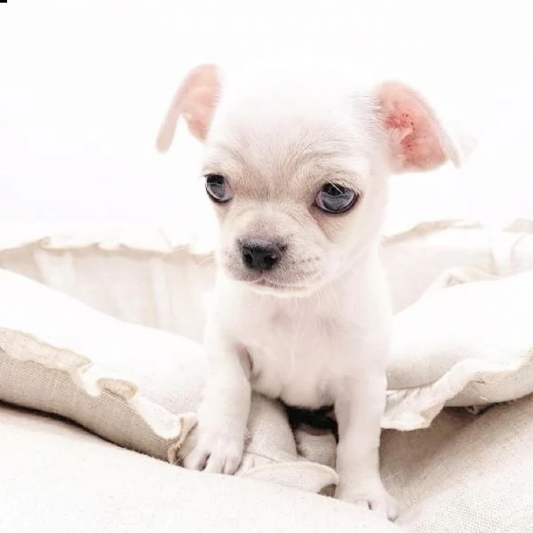 cuccioli di chihuahua (maschio e femmina)  13 settimane