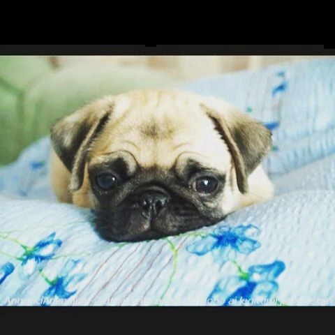 cucciolo di carlino | Foto 1