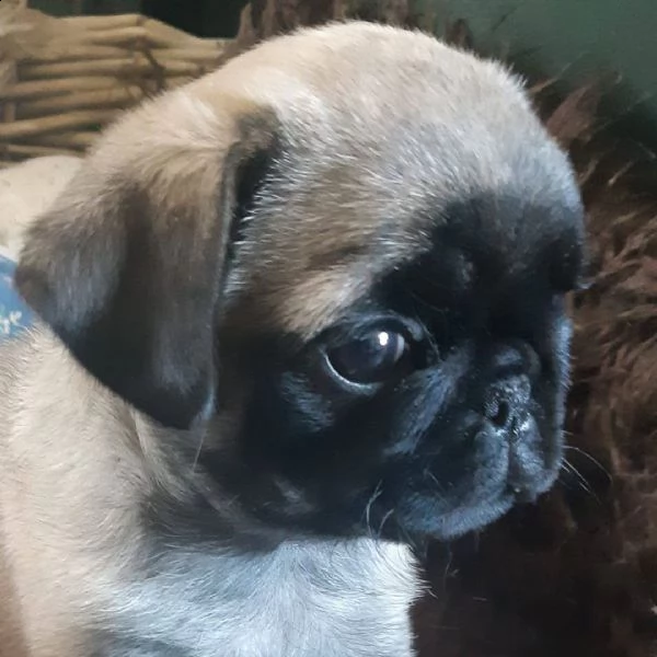 cucciolo di carlino | Foto 0