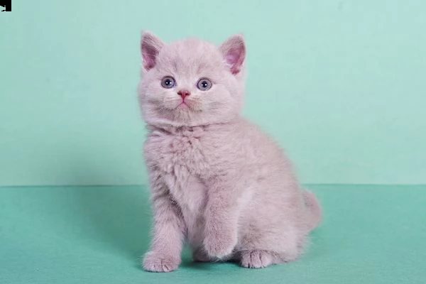 gattini british shorthair