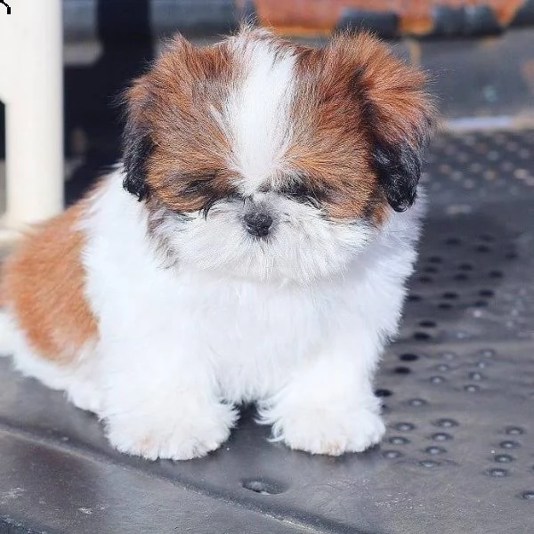 disponibili cuccioli di shitzu