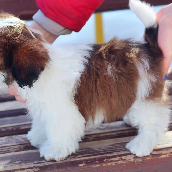 disponibili cuccioli di shitzu | Foto 0