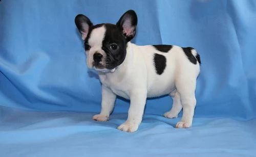 cuccioli di bulldog francese siamo urgentemente alla ricerca di una nuova casa per i nostri cuccioli