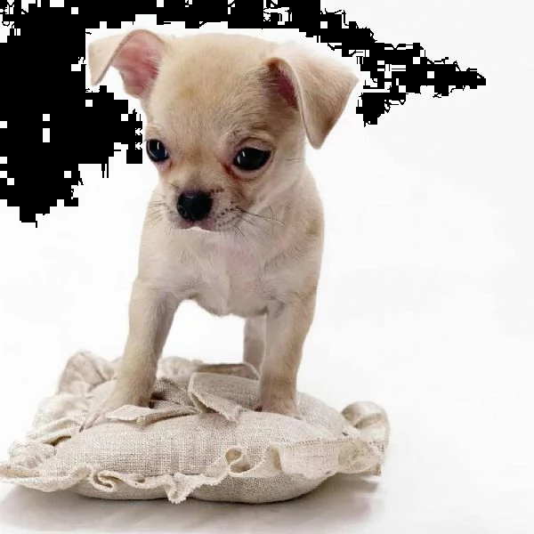 mini tazza da tè  chihuahua cuccioli bianchi maschi e femmine  | Foto 1