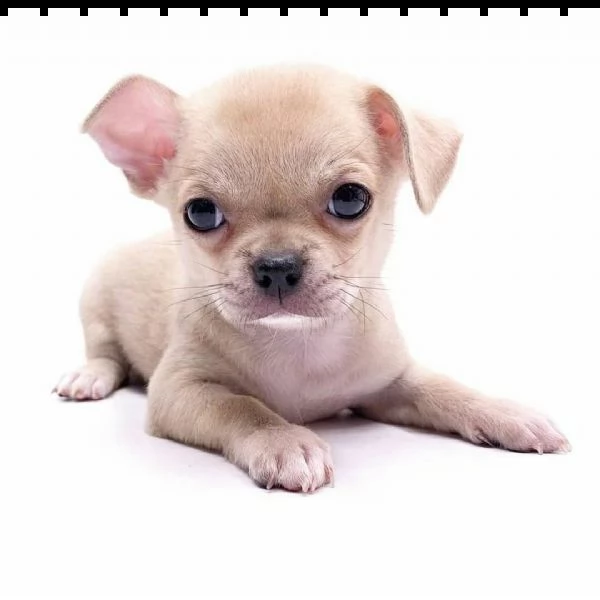 mini tazza da tè  chihuahua cuccioli bianchi maschi e femmine 