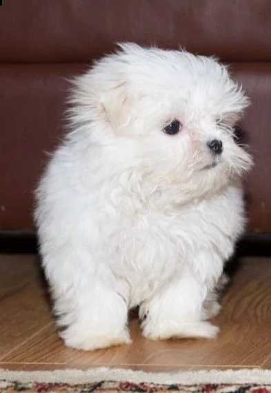 maltese pedigree enci  | Foto 1