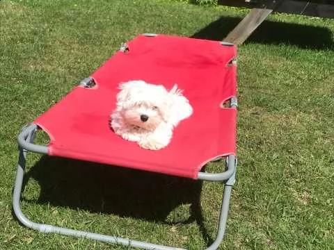 maltese pedigree enci 