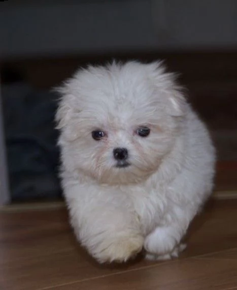maltese pedigree enci  | Foto 0