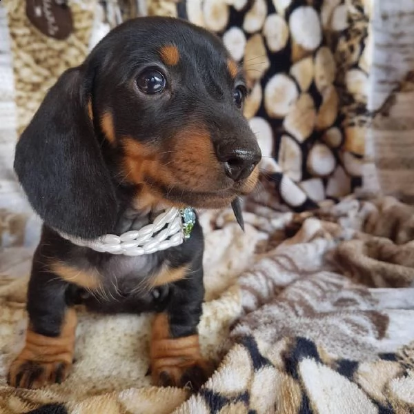 cuccioli di bassotto