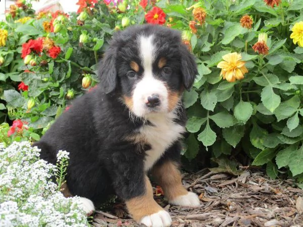 stupendi cuccioli di bovaro del bernese