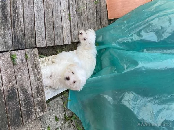maltesi toy di 60 giorni | Foto 0
