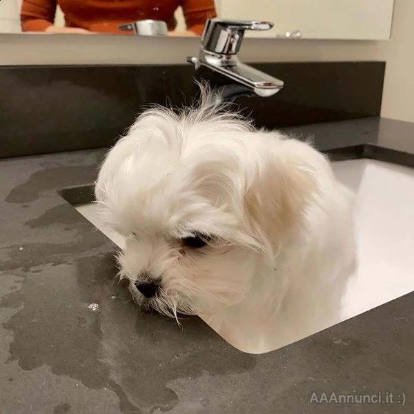 maltesi toy di 60 giorni