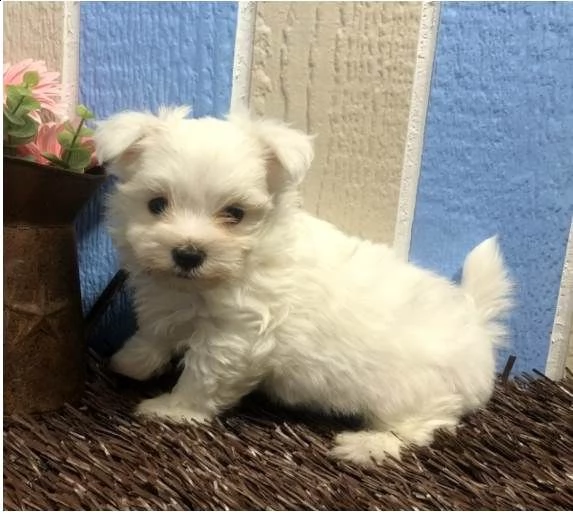 maltese di mini toy