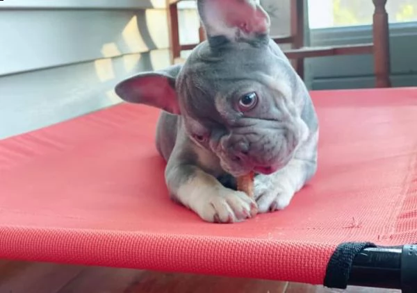 cuccioli di frenchie | Foto 0