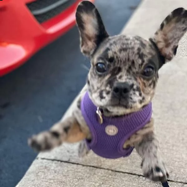 cuccioli di frenchie