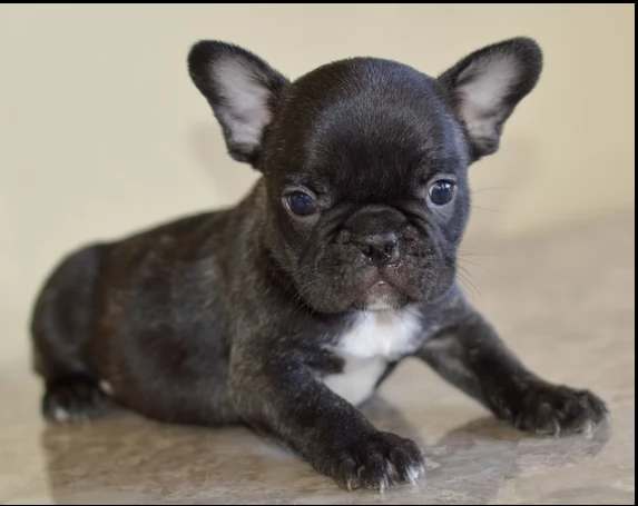 cuccioli di bulldog disponibili