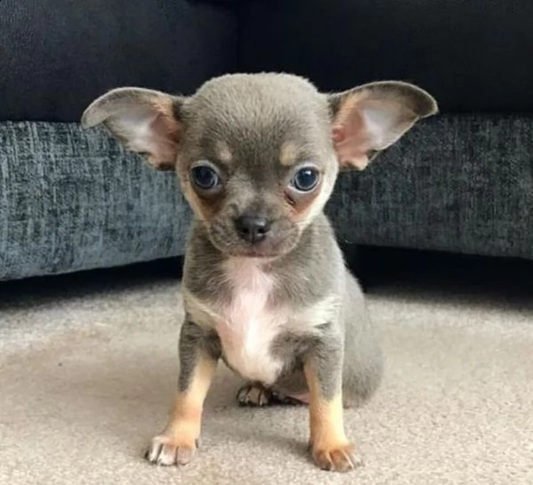  regalo chihuahua 