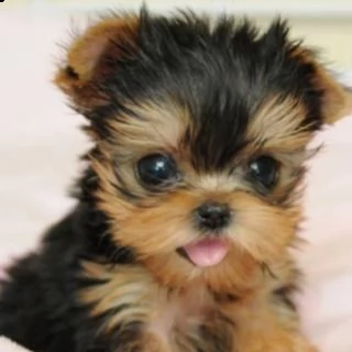 bellissimi cuccioli di yorkie per l'adozione