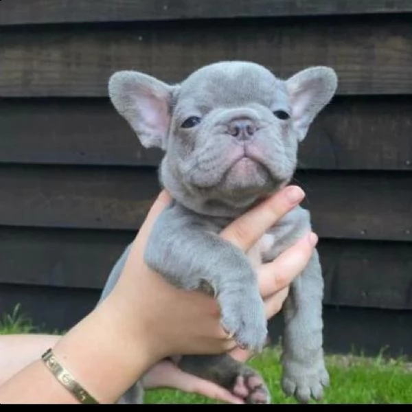 cuccioli di bulldog in adozione