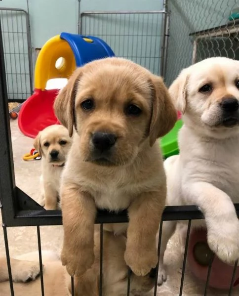 cucciolata di labrador color miele