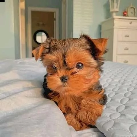 bellissimo cucciolo di yorkie pronto per l'adozione