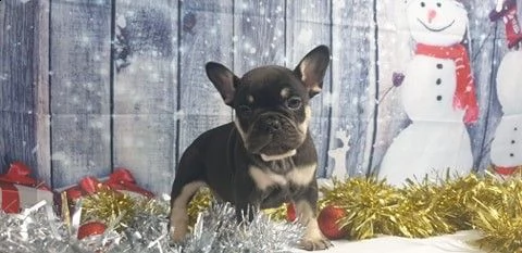 vendo bouledogue francese foto reali | Foto 2