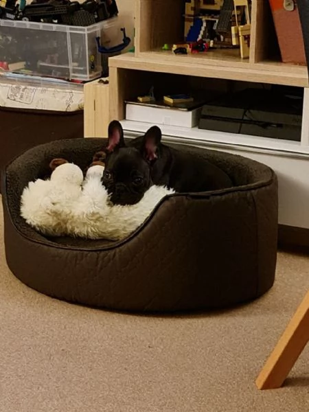 vendo bouledogue francese foto reali | Foto 1