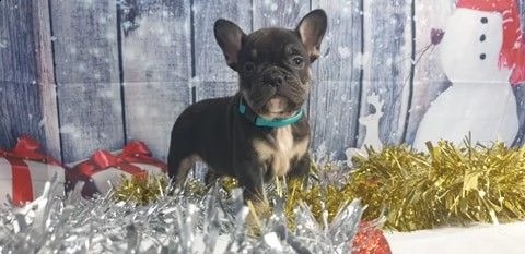 vendo bouledogue francese foto reali