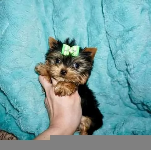 simpatici cuccioli di yorkie per l'adozione