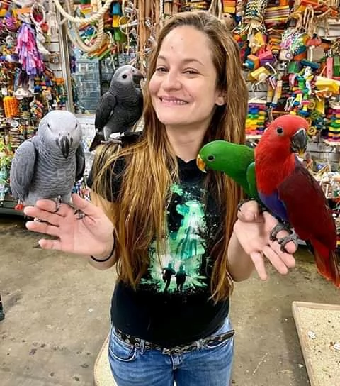 bellissimi pappagalli africano grigio amazon in vendita