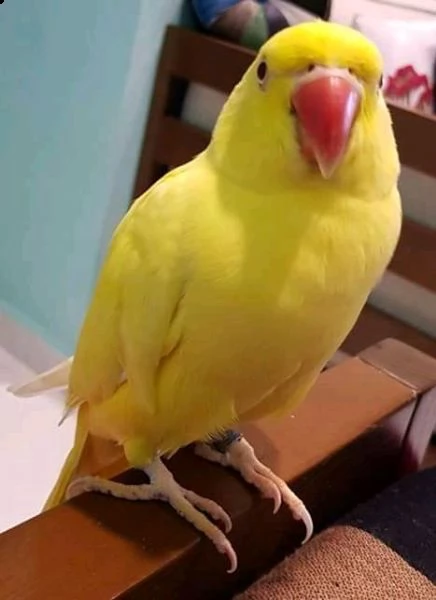 pappagallo grigio africano per l'adozione