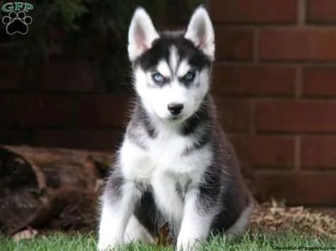 bellissimo cucciolo husky per l'adozione | Foto 1