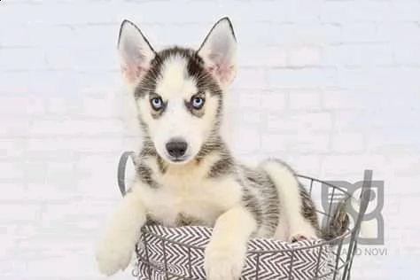 bellissimo cucciolo husky per l'adozione | Foto 0