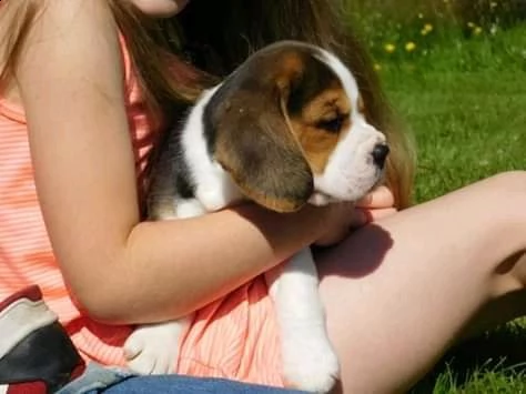 fantastici cuccioli di beagle in adozione | Foto 0